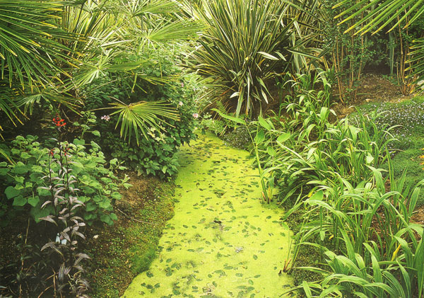 Un jardin aquatique exotique... rustique ! jardins aquatiques Jardin Exotique décor
