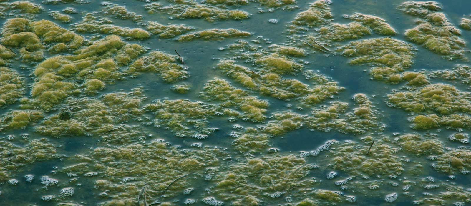 bassin de jardin algues vertes