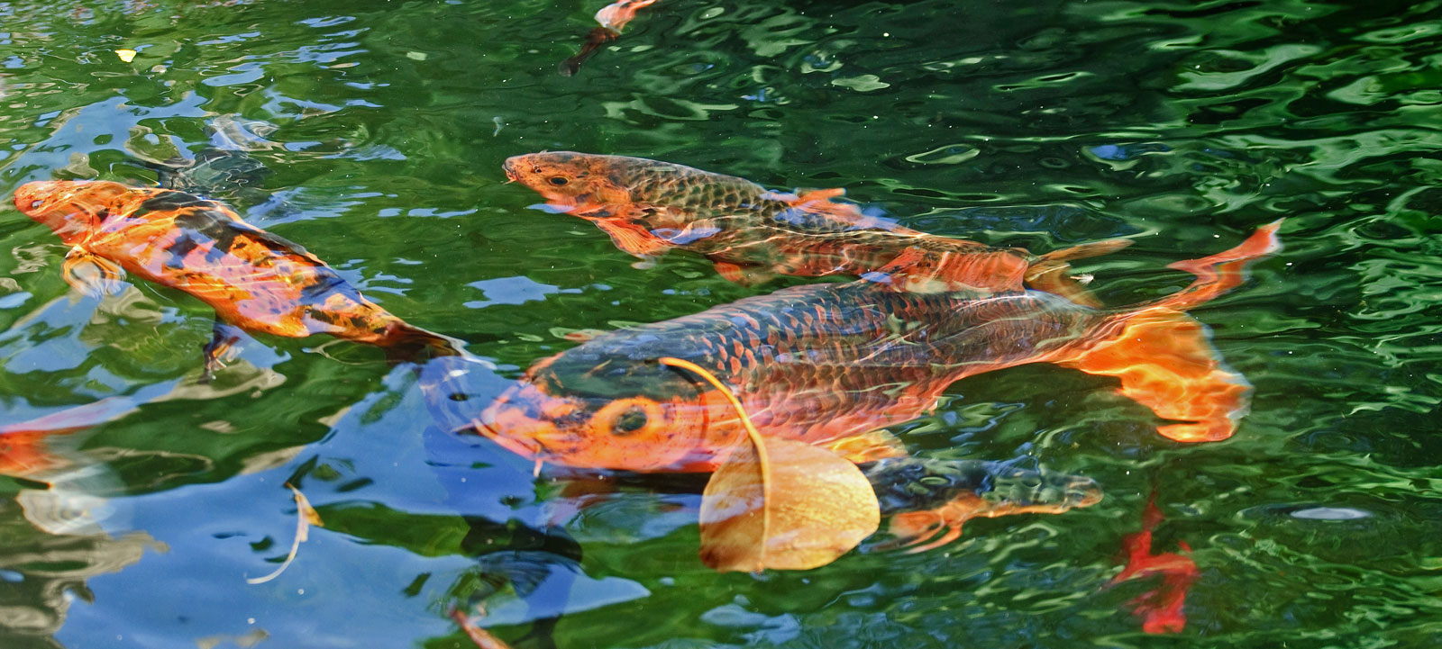 Pourquoi les carpes Koi sautent hors de l