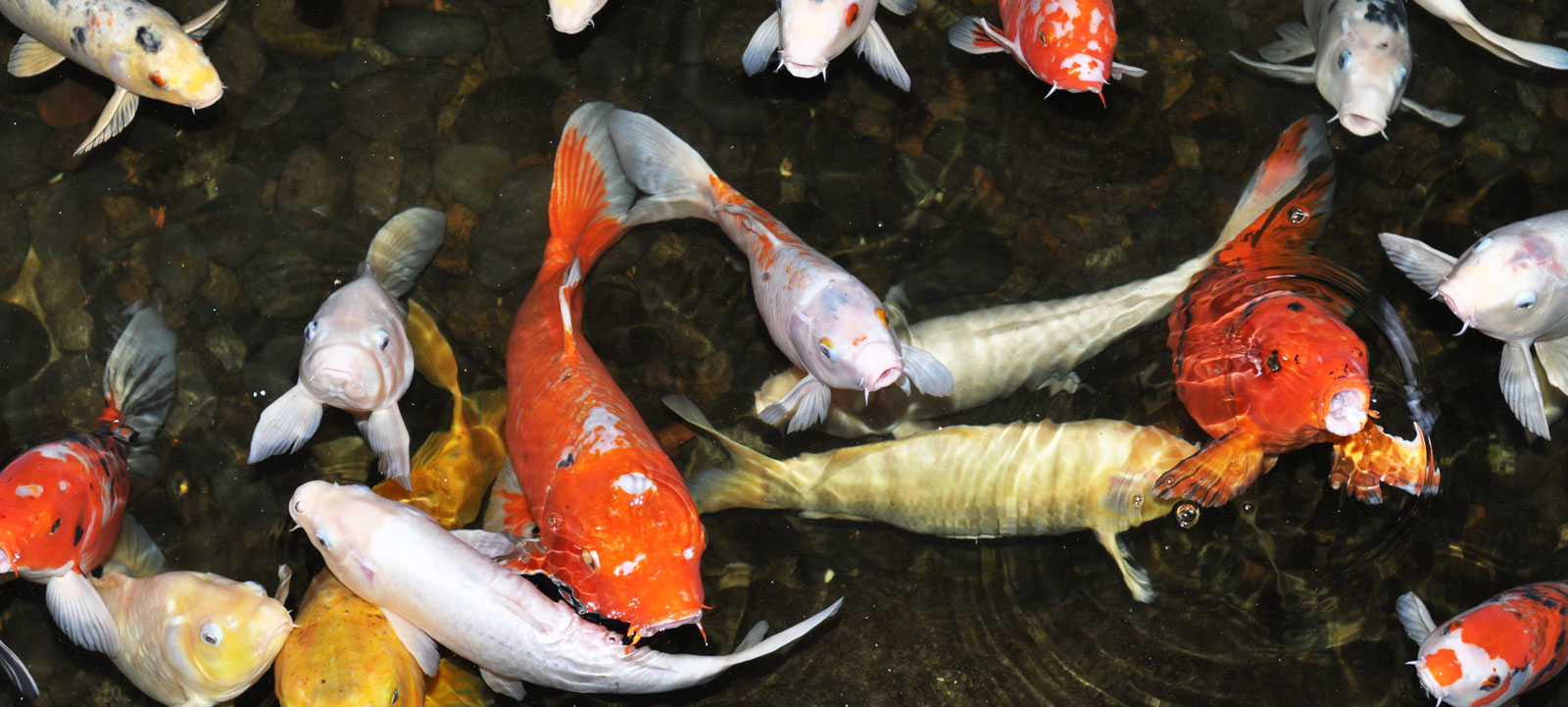 bassin d'eau poisson hiver